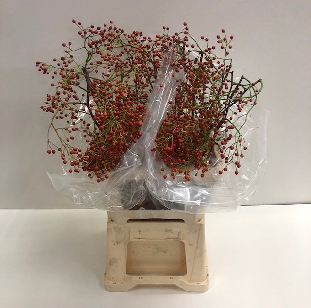 Rosebottle corallo.jpg